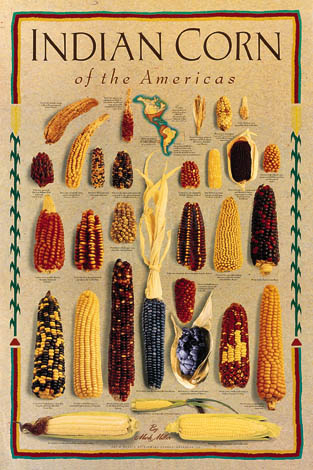 INDIAN CORN OF THE AMERICAS I